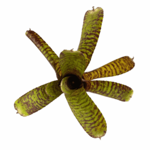 Neoregelia Tiger cub