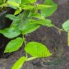 Ficus sagittata - Imagen 2