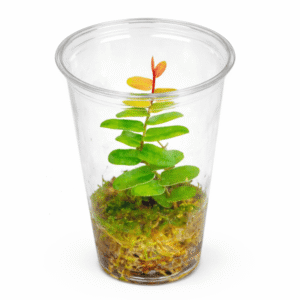 Marcgravia sintenisii