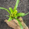 Neoregelia anteia - Imagen 2