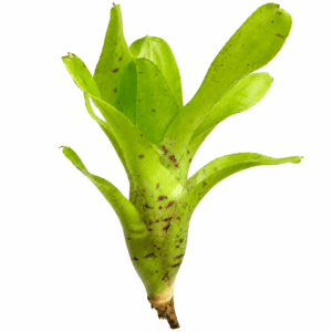 Neoregelia tigrina hybrid