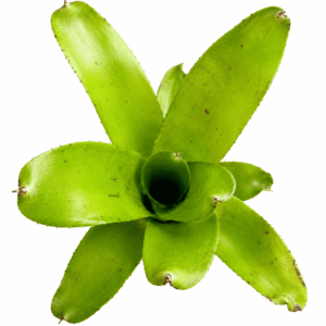Neoregelia tigrina hybrid