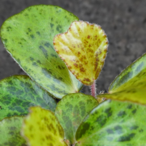 Begonia blancii - Imagen 2