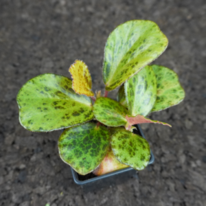 Begonia blancii