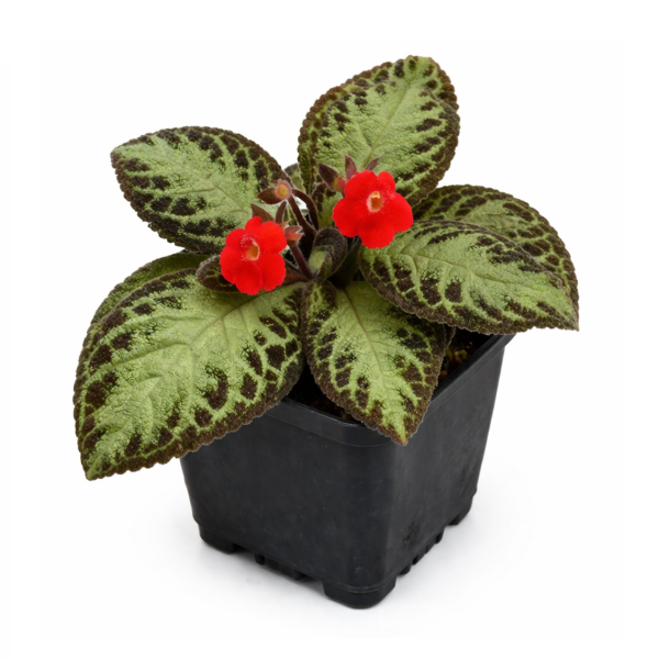 Episcia reptans