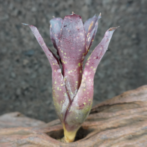 Neoregelia chlorosticta