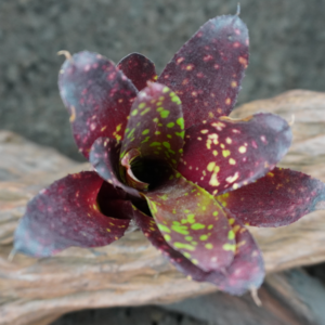 Neoregelia chlorosticta