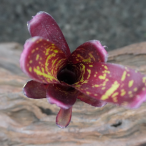 Neoregelia dartanion