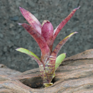 Neoregelia felix