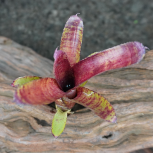 Neoregelia felix