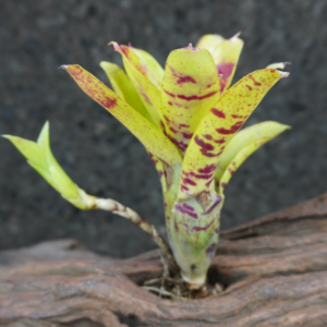 Neoregelia outrigger