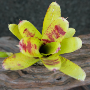 Neoregelia outrigger