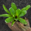 Neoregelia tigrina hybrid - Imagen 2