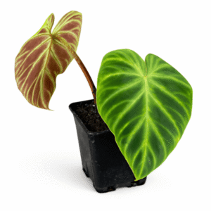 Philodendron verrucosum