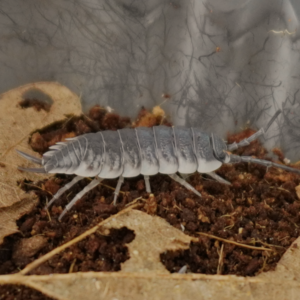 Porcellio hoffmannseggi sp Sevilla - Imagen 2