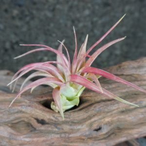 Tillandsia brachycaulos var. brachycaulos