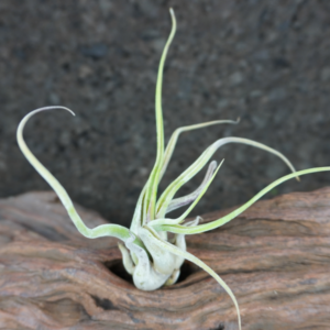 Tillandsia caput-medusae