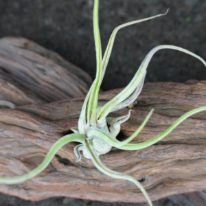 Tillandsia caput-medusae - Imagen 2