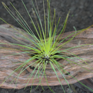 Tillandsia filifolia