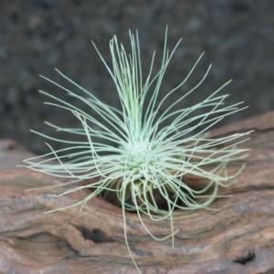 Tillandsia fuchsii f. gracilis