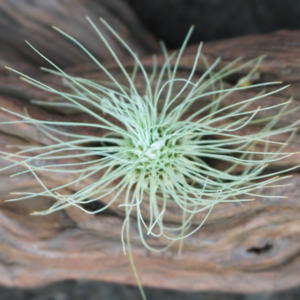 Tillandsia fuchsii f. gracilis