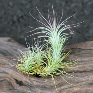 Tillandsia funckiana