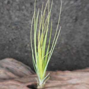 Tillandsia juncifolia - Imagen 3