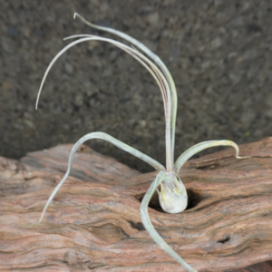 Tillandsia pseudobaileyi