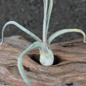 Tillandsia pseudobaileyi