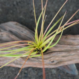 Tillandsia tricolor