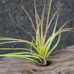 Tillandsia tricolor