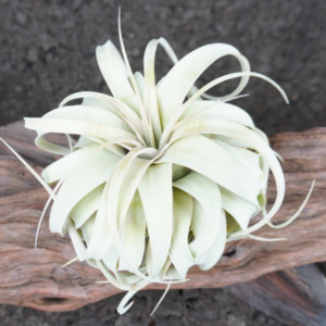 Tillandsia xerographica