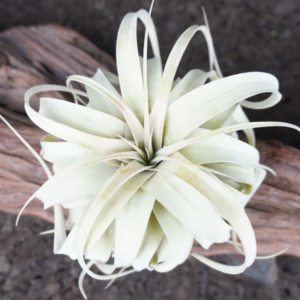 Tillandsia xerographica