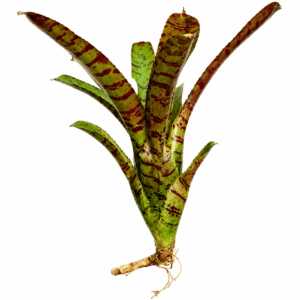 Neoregelia rubrifolia spotted