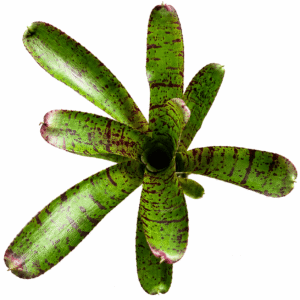 Neoregelia rubrifolia spotted