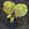 Begonia gogoensis