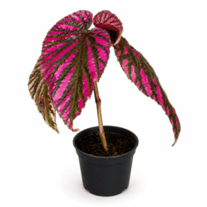Begonia brevirimosa