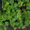 Ficus quercifolia - Imagen 2