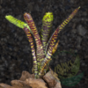 Neoregelia Tiger cub