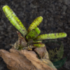 Neoregelia Tiger cub - Imagen 2