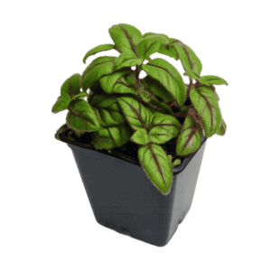 Paradrymonia campostyla