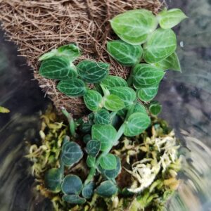 Rhaphidophora cryptantha