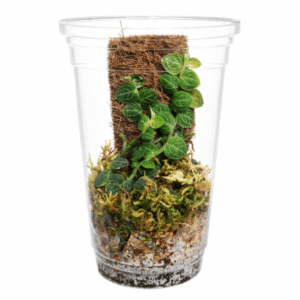 Rhaphidophora cryptantha