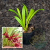 Masdevallia herradurae