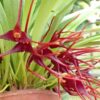 Masdevallia herradurae - Imagen 2