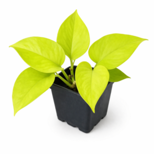 Epipremnum aureum ‘Neon’