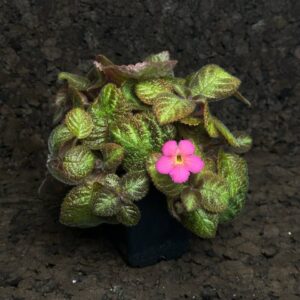 Episcia cupreata ‘Pink Panther’