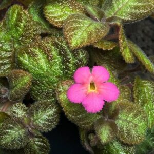 Episcia cupreata ‘Pink Panther’