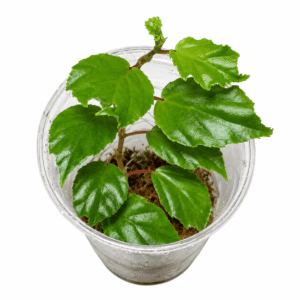 Begonia glabra