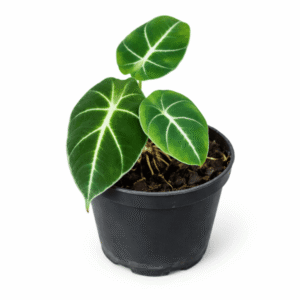 Alocasia reginula ‘Black velvet’